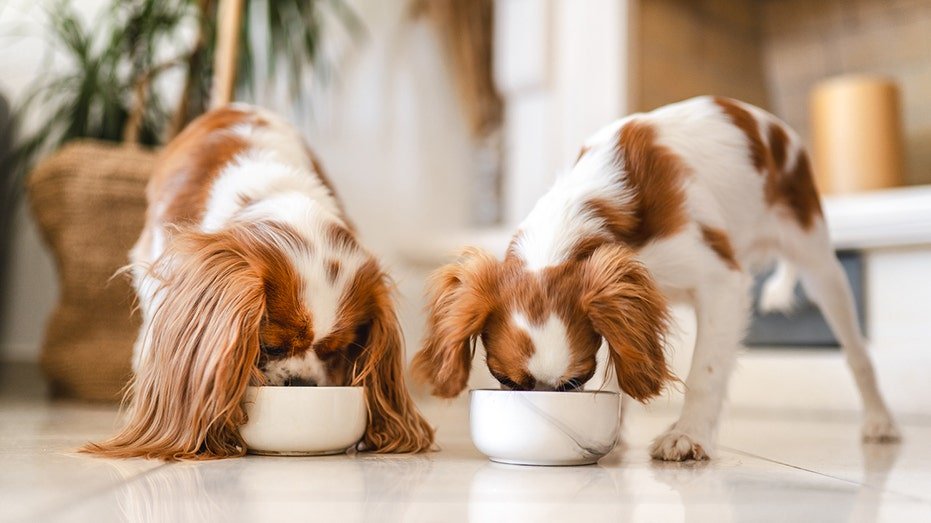 Two Cavalier King Charles Spaniel Eating