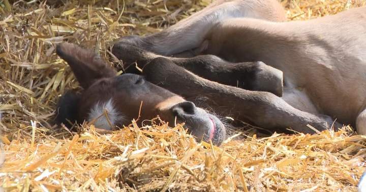 2 endangered Ojibwe spirit horses born in Manitoba 2 endangered Ojibwe spirit horses born in Manitoba