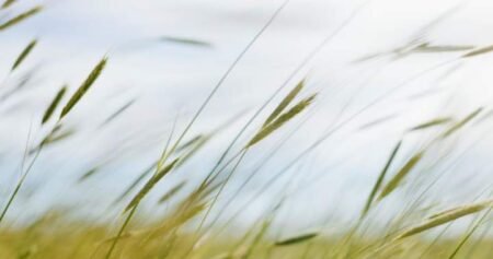 High winds blow into Saskatchewan, causing dust storms, power outages