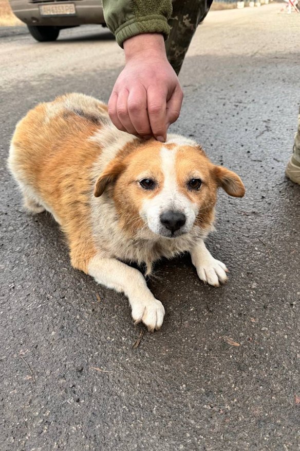 Baba the dog had to be evacuated from an army base.