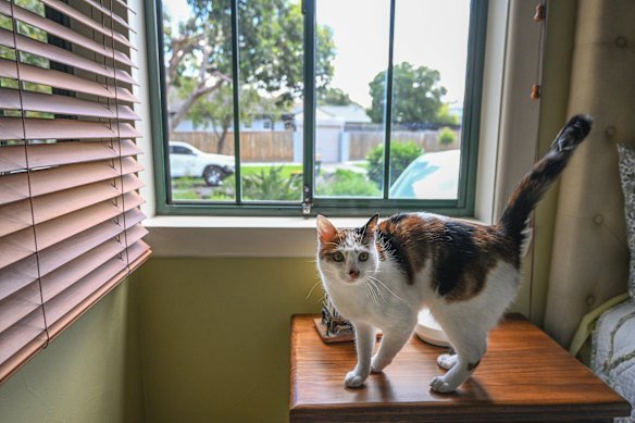 Experts are encouraging cat owners to keep their furry friends inside to avoid contact with wild birds.