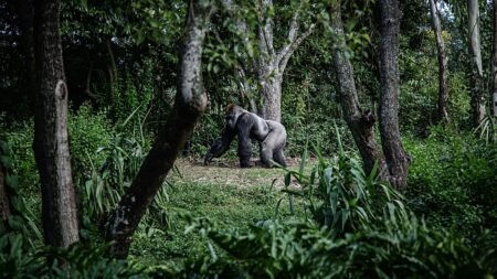 ‘Attenborough effect’ sees interest surge in Rwanda’s gorilla tourism ‘Attenborough effect’ sees interest surge in Rwanda’s gorilla tourism