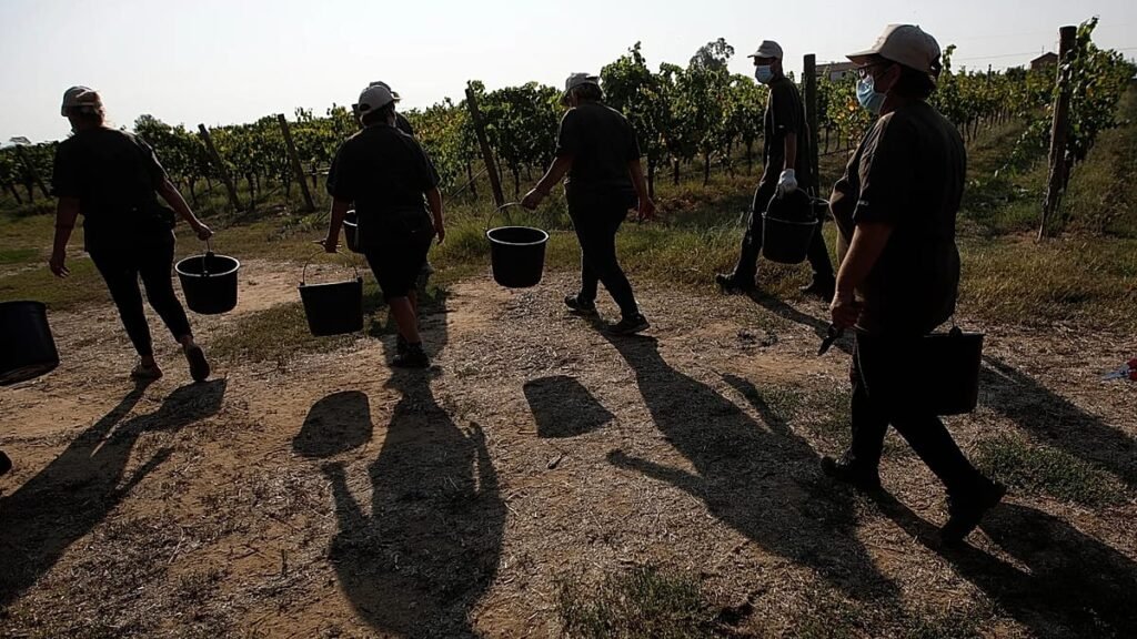 Gangmasters and extreme violence: Four farm workers murdered in Italy