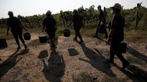 Gangmasters and extreme violence: Four farm workers murdered in Italy Gangmasters and extreme violence: Four farm workers murdered in Italy