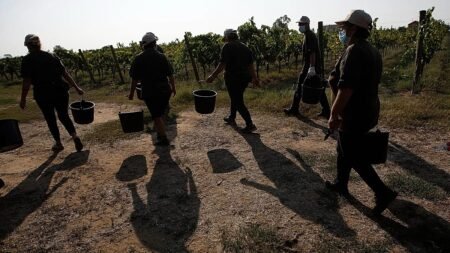 Gangmasters and extreme violence: Four farm workers murdered in Italy Gangmasters and extreme violence: Four farm workers murdered in Italy