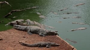 UK police arrest man after toddler ‘ended up’ in crocodile pen at zoo UK police arrest man after toddler ‘ended up’ in crocodile pen at zoo