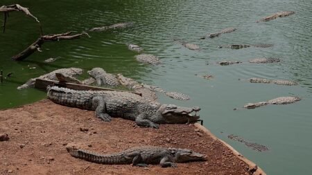 UK police arrest man after toddler ‘ended up’ in crocodile pen at zoo UK police arrest man after toddler ‘ended up’ in crocodile pen at zoo