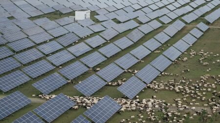 Massive China subsidies distorting markets, OECD says