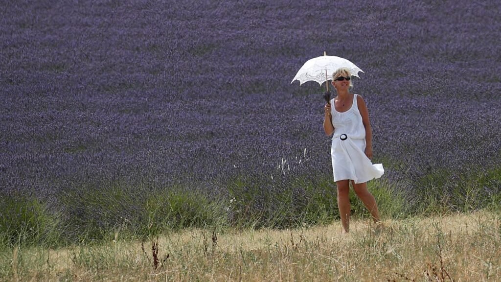 Lavender Provence farmers forced to raise laying hens to keep their activity going Lavender Provence farmers forced to raise laying hens to keep their activity going