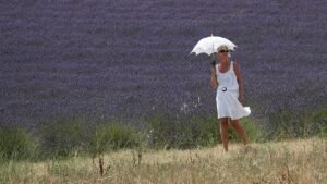 Lavender Provence farmers forced to raise laying hens to keep their activity going Lavender Provence farmers forced to raise laying hens to keep their activity going