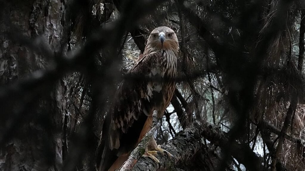 Feliks the eagle back in Serbia after kidnap ordeal in Middle East