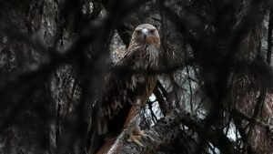 Feliks the eagle back in Serbia after kidnap ordeal in Middle East