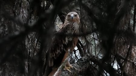 Feliks the eagle back in Serbia after kidnap ordeal in Middle East