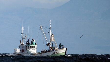 Iceland kills first whales since 2023, resuming whaling Iceland kills first whales since 2023, resuming whaling