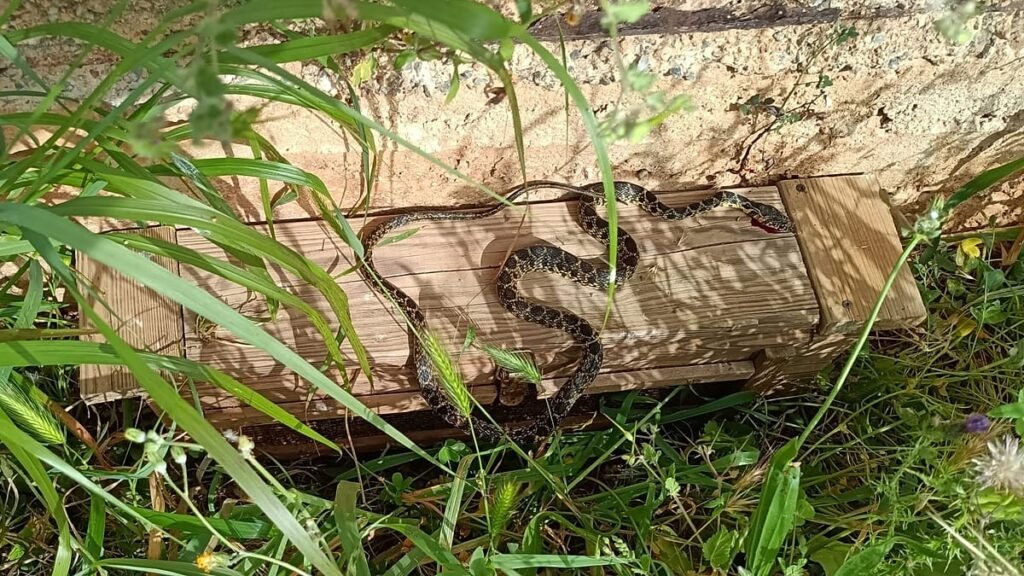 A snake invasion is threatening Ibiza and Mallorca A snake invasion is threatening Ibiza and Mallorca