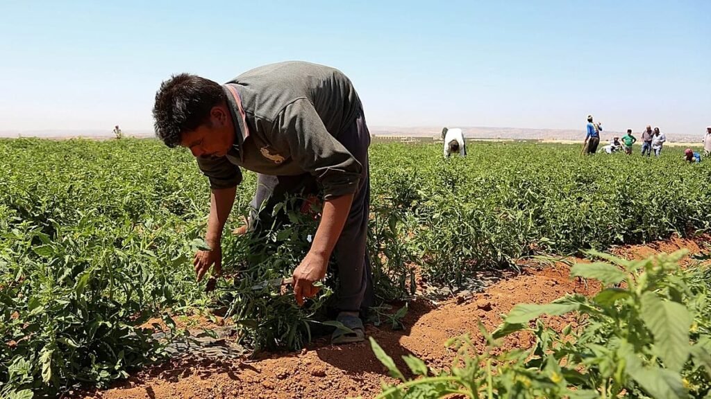 Greece to bring in 5,000 Egyptian farm workers Greece to bring in 5,000 Egyptian farm workers