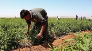 Greece to bring in 5,000 Egyptian farm workers Greece to bring in 5,000 Egyptian farm workers