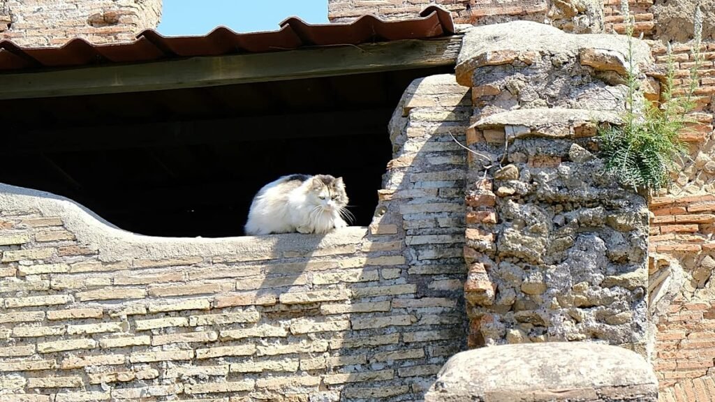 A ‘cats of Rome’ running tour has just launched A ‘cats of Rome’ running tour has just launched