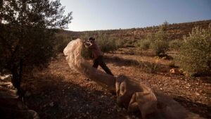 Can EU countries restrict or ban Israeli settlement imports? Can EU countries restrict or ban Israeli settlement imports?