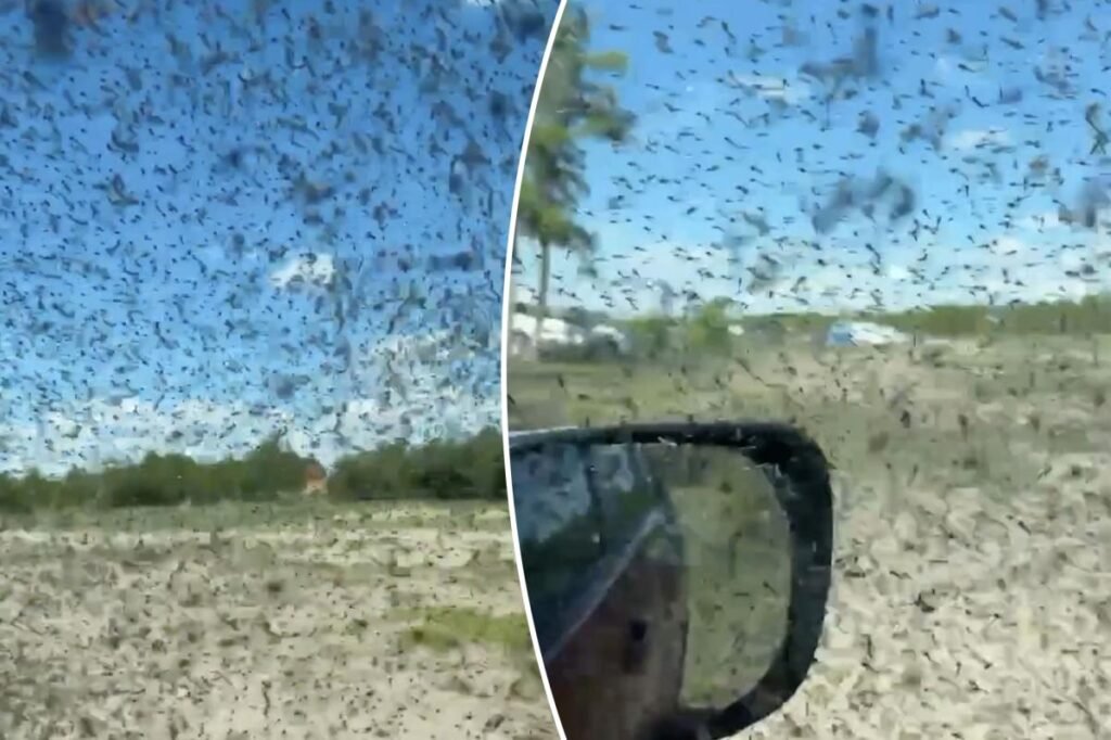 Horrifying video shows plague of parasite-ridden mosquitoes swarming as tourists take cover in their cars Horrifying video shows plague of parasite-ridden mosquitoes swarming as tourists take cover in their cars
