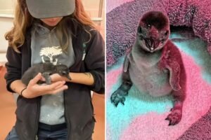 First penguin chicks born at California zoo in years as handlers reveal unique rearing plan First penguin chicks born at California zoo in years as handlers reveal unique rearing plan