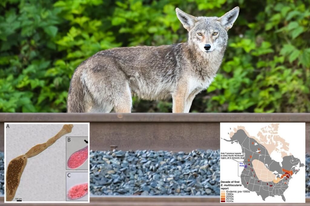 Deadly ‘fox tapeworm’ linked to lethal disease detected in West Coast wildlife