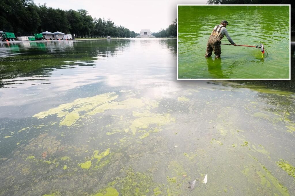 Nasty green algae returns to DC’s Reflecting Pool afterTrump’s M glow-up