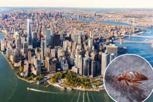 US states with greatest risk of bed bugs revealed— and NY shockingly doesn’t make top 5