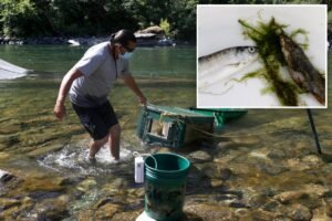 Deadly parasite lurks and kills hundreds of salmon in Pacific Northwest rivers