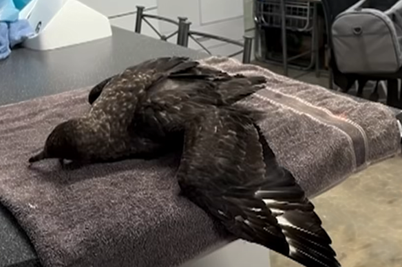 The brown skua, pictured, was found sick on a beach near Esperance in WA. It was later confirmed as the first Australian case of the deadly H5N1 variant.