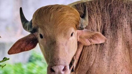 Albino buffalo nicknamed ‘Donald Trump’ becomes sensation at Bangladesh’s national zoo for its blond hair