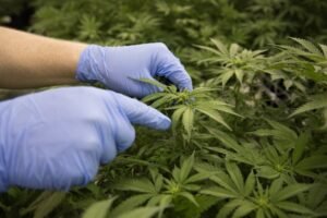 Could WA follow in NSW’s footsteps on medical cannabis laws for drivers?