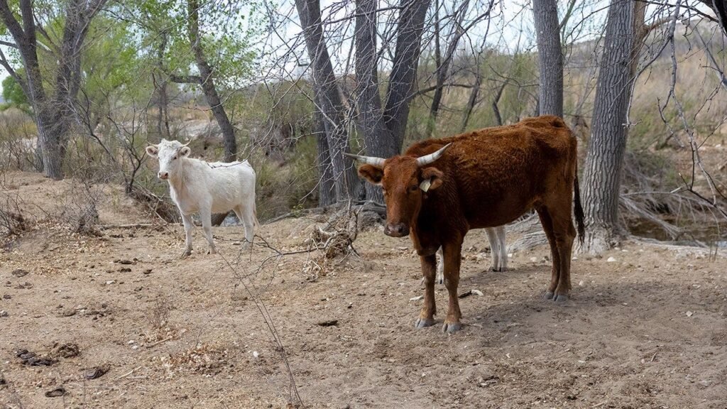 Flesh-eating screwworm found in Texas calf as ranchers brace for possible spread Flesh-eating screwworm found in Texas calf as ranchers brace for possible spread