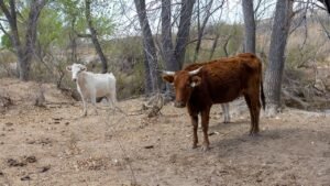 Flesh-eating screwworm found in Texas calf as ranchers brace for possible spread Flesh-eating screwworm found in Texas calf as ranchers brace for possible spread