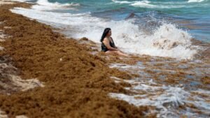 Record seaweed invasion leaves beachgoers gagging as fumes raise health fears Record seaweed invasion leaves beachgoers gagging as fumes raise health fears