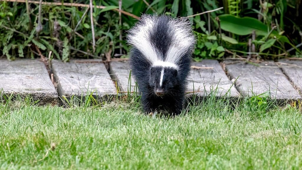 Popular household remedy for keeping skunks away dismissed as myth by wildlife expert