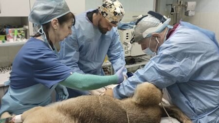 Hero Australian vet rescuing and saving pets in war-torn Ukraine Hero Australian vet rescuing and saving pets in war-torn Ukraine