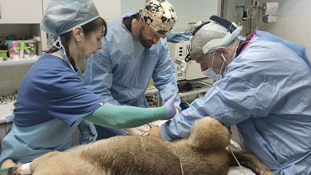 Hero Australian vet rescuing and saving pets in war-torn Ukraine Hero Australian vet rescuing and saving pets in war-torn Ukraine