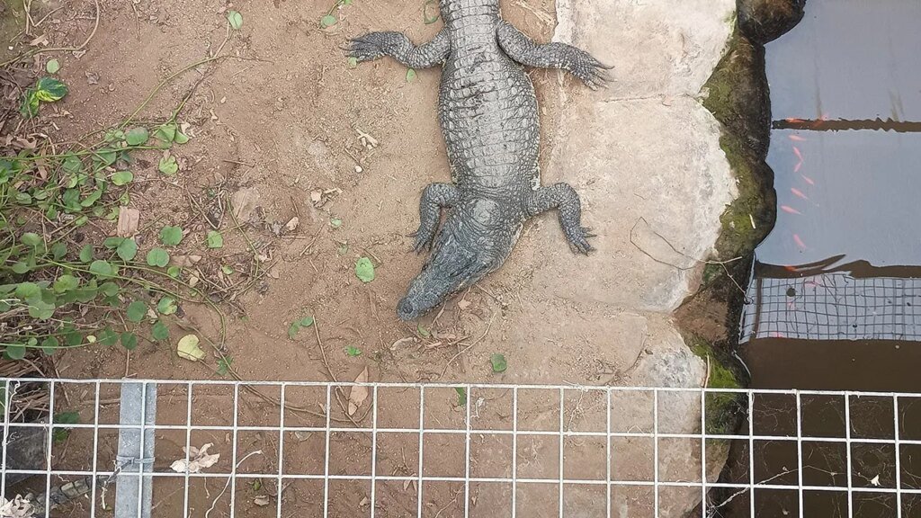 Man charged with attempted murder, released after allegedly forcing toddler into crocodile enclosure at zoo Man charged with attempted murder, released after allegedly forcing toddler into crocodile enclosure at zoo