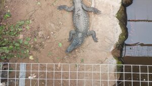 Man charged with attempted murder, released after allegedly forcing toddler into crocodile enclosure at zoo Man charged with attempted murder, released after allegedly forcing toddler into crocodile enclosure at zoo
