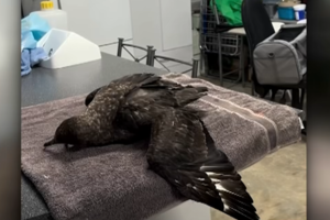 WA poultry show cancelled as local businesses sound alarm over potential second bird flu case WA poultry show cancelled as local businesses sound alarm over potential second bird flu case
