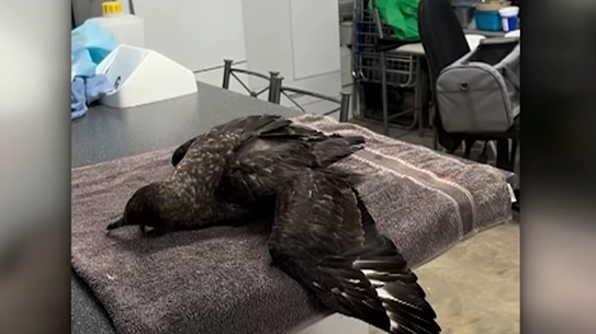 The brown skua, pictured, was found sick on a beach near Esperance in WA. It was later confirmed as the first Australian case of the deadly H5N1 variant.