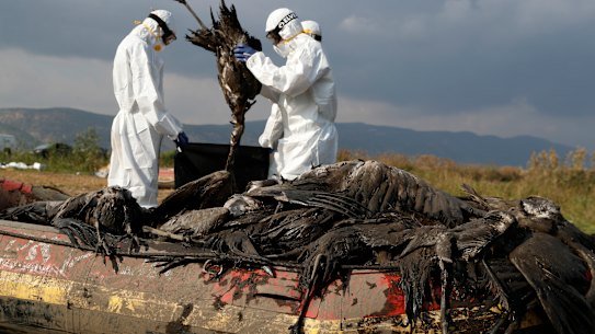 Workers dispose of dead cranes at the Hula Lake conservation area in northern Israel, where an outbreak killed more than 5000 of the migratory species. 