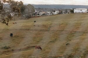 The goalposts have shifted for my suburb. Luckily, we can claim the Socceroos’ new goalkeeper