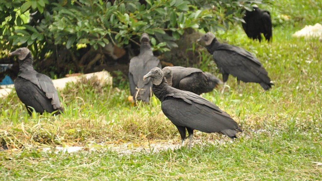 Vulture takeover sparks outrage as droppings coat homes, cars and sidewalks