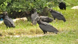 Vulture takeover sparks outrage as droppings coat homes, cars and sidewalks