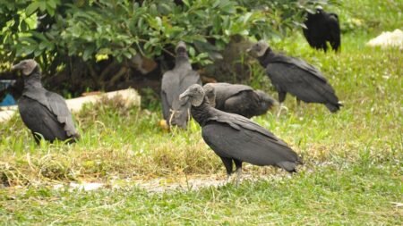 Vulture takeover sparks outrage as droppings coat homes, cars and sidewalks