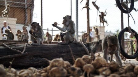 Nearly 100 monkeys escape enclosure, invade neighborhoods as officials scramble to recapture them Nearly 100 monkeys escape enclosure, invade neighborhoods as officials scramble to recapture them