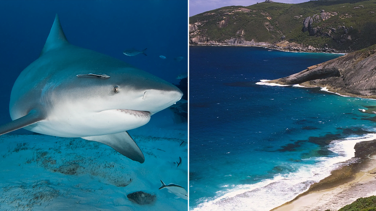 Split image showing a close-up underwater view of a shark swimming over the seafloor on the left and a rugged coastal shoreline with turquoise water on the right.