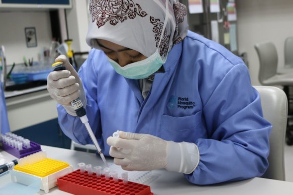 Ayu Rahayu from the World Mosquito Program at work extracting DNA from mosquitoes in Yogyakarta.
